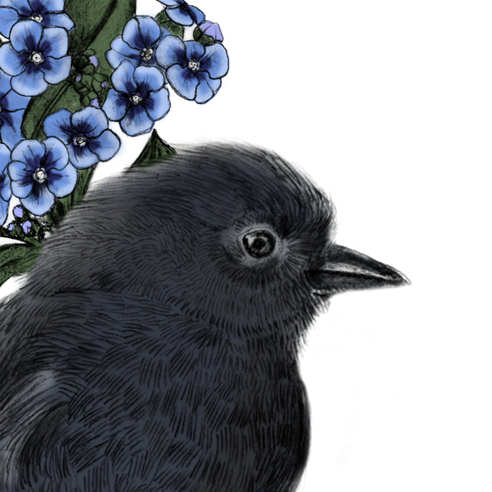 Black Robin Illustrated Art Print | NZ Endangered Bird | Celebrating Rare Wildlife of Aotearoa
