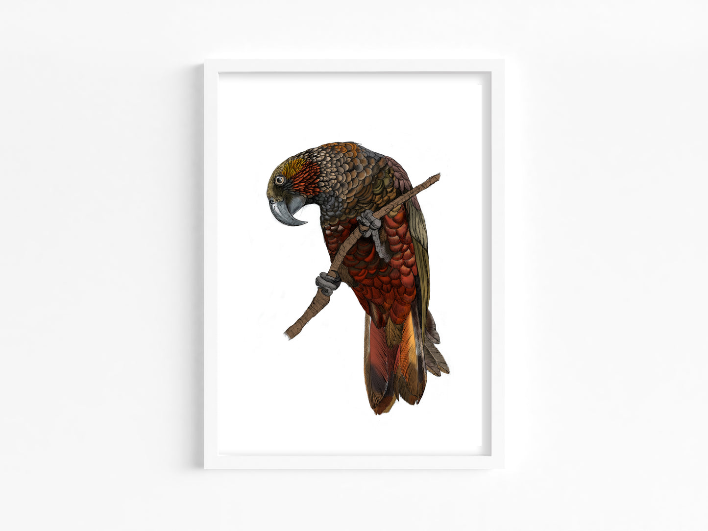 Kākā Bird Art Print | Native NZ Parrot Illustration | A5 A4 A3 Giclée Fine Art | Local New Zealand Artist