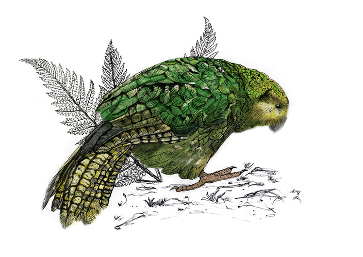 Kākāpō – NZ Native Parrot Illustrated Giclée Art Print
