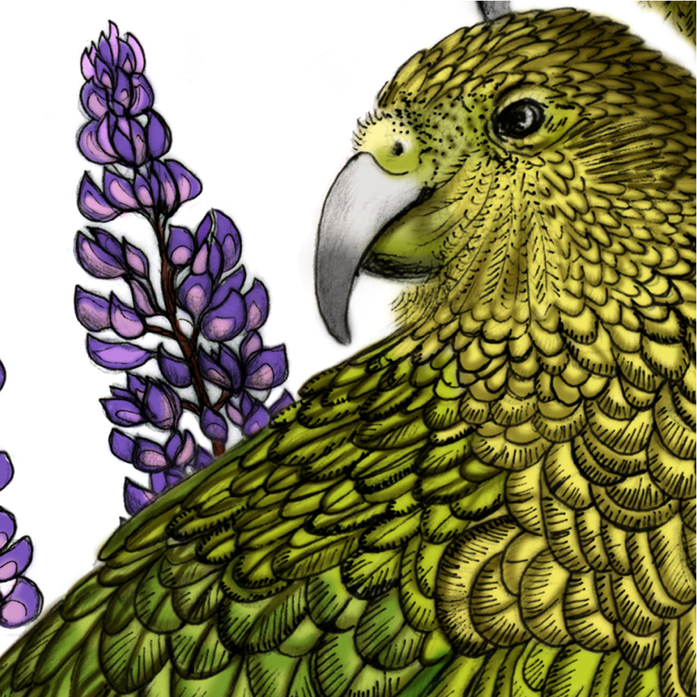 Kea, Mānuka & Lupin – NZ Native Bird & Botanical Giclée Art Print