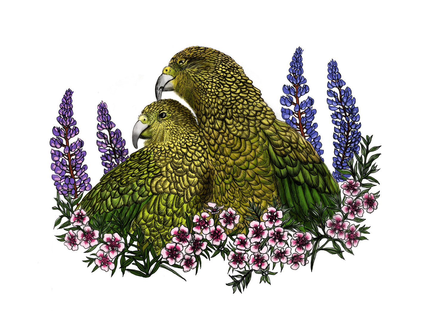 Kea, Mānuka & Lupin – NZ Native Bird & Botanical Giclée Art Print