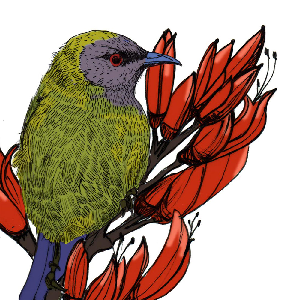 Korimako & Harakeke Art Print | NZ Native Bellbird & Flax Illustration | Giclée Fine Art Print
