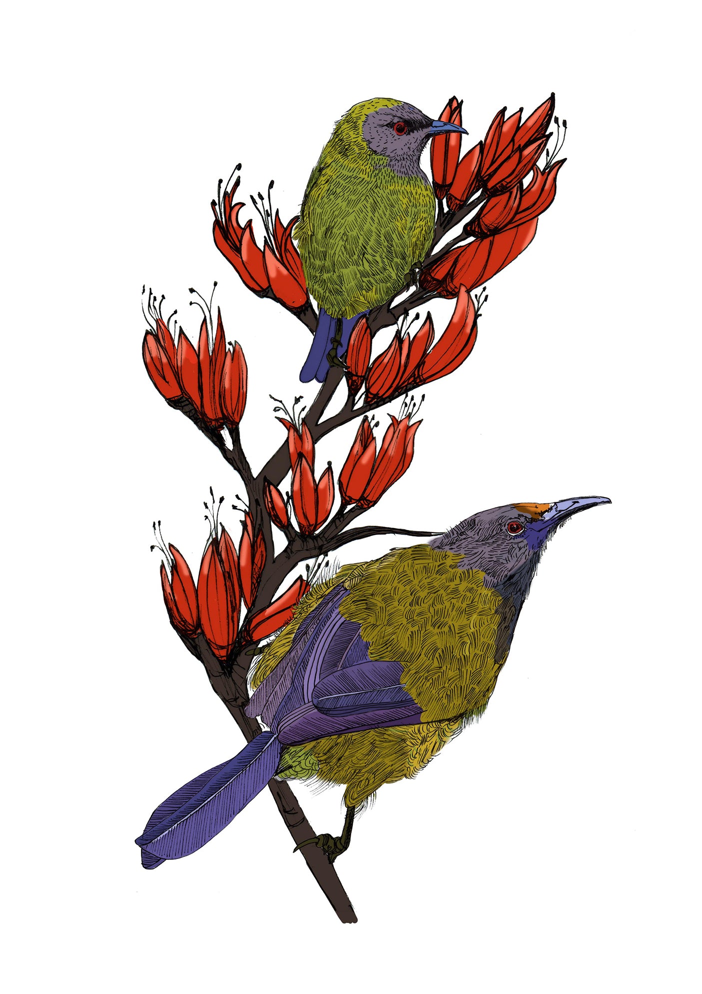 Korimako & Harakeke Art Print | NZ Native Bellbird & Flax Illustration | Giclée Fine Art Print
