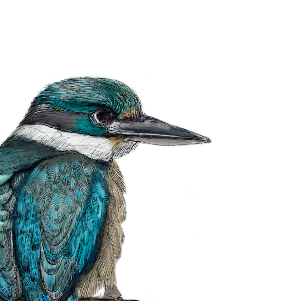 Kōtare (Sacred Kingfisher) – Fine Art Giclée Print | NZ Native Bird Illustration