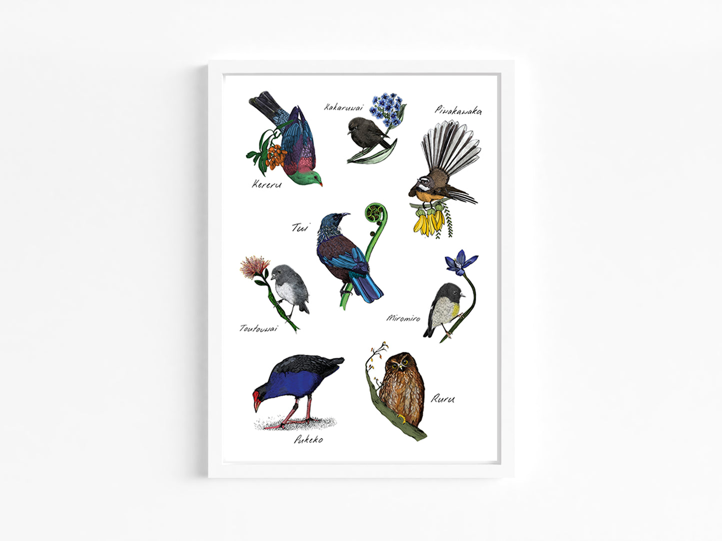 Native New Zealand Birds – Fine Art Giclée Print