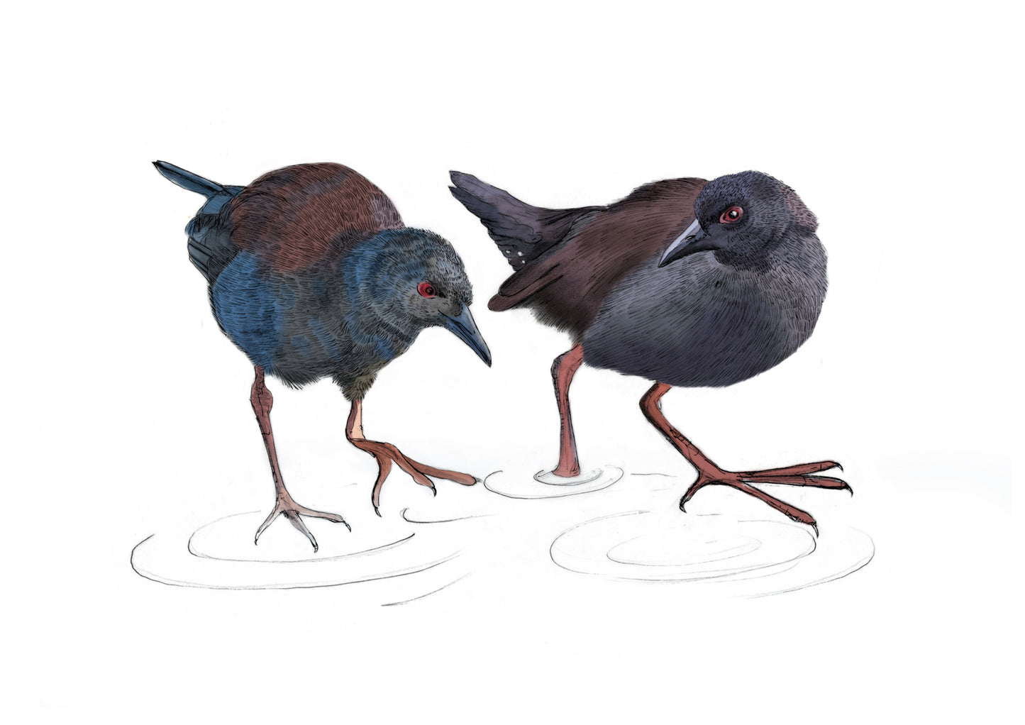 Illustrated native New Zealand Pūweto, Spotless Crake, art print