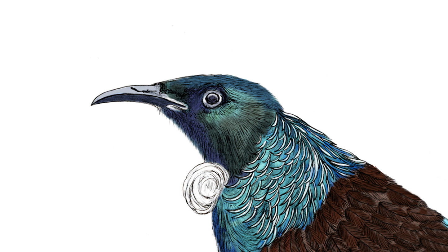 Tūī Bird Giclée Art Print | Hand-Drawn NZ Native Bird Illustration | Fine Art Wall Decor | Archival Quality