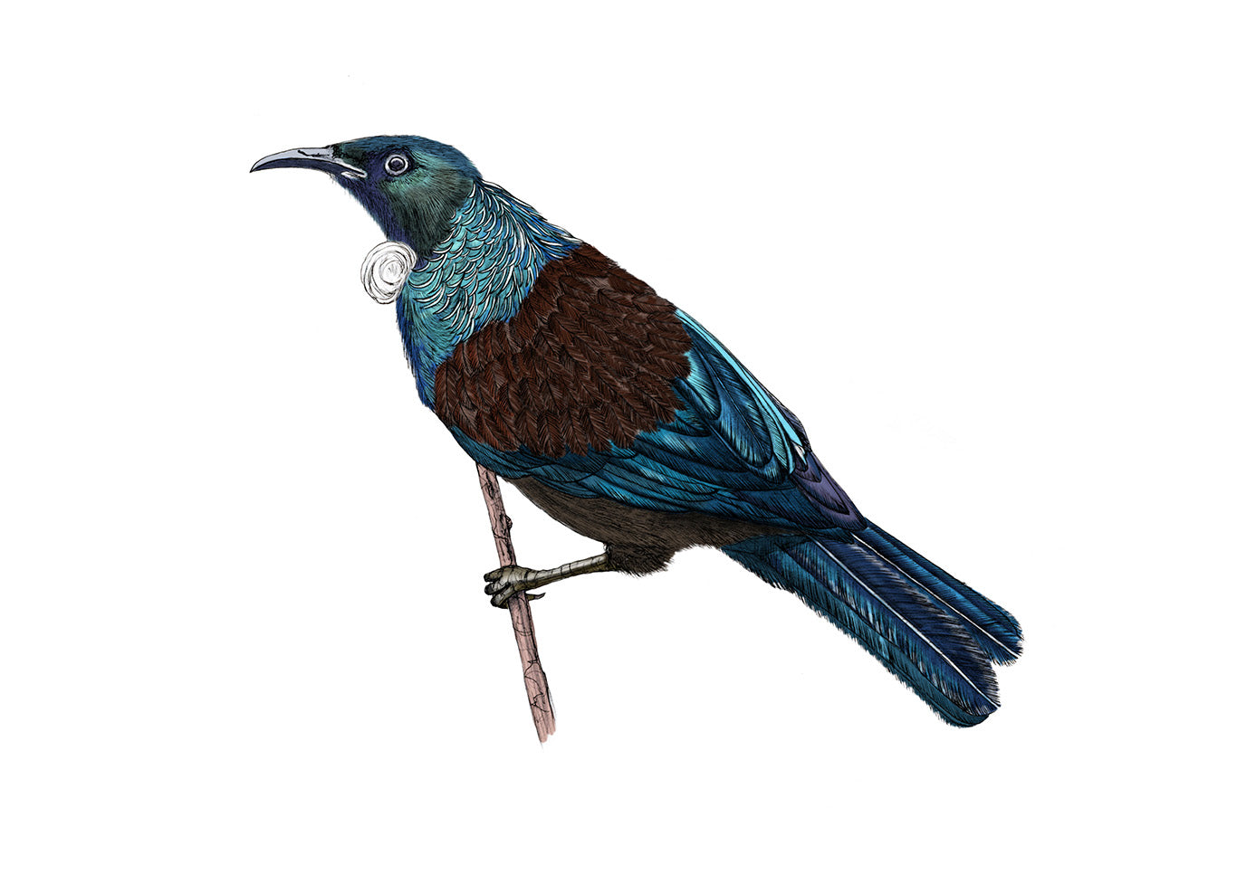 Tūī Bird Giclée Art Print | Hand-Drawn NZ Native Bird Illustration | Fine Art Wall Decor | Archival Quality