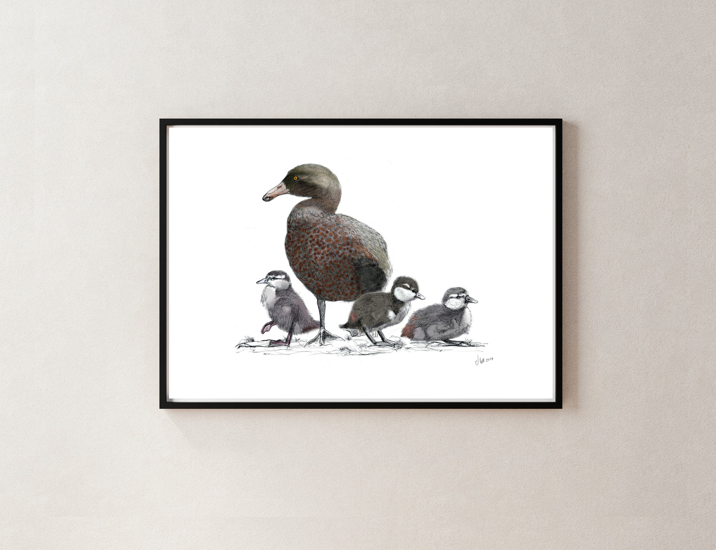 Blue Duck (Whio) & Ducklings Art Print | NZ Native Bird Illustration | Giclée Fine Art by Local Artist