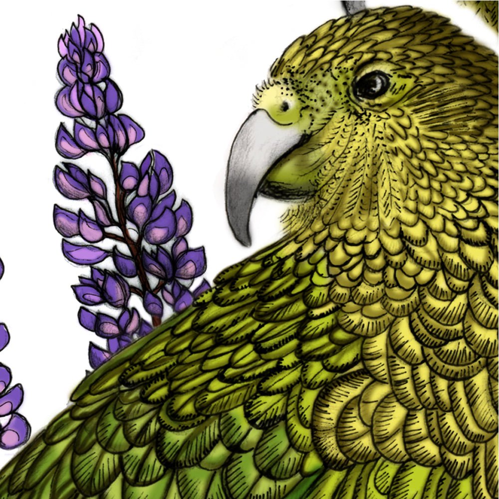 Kea, Mānuka & Lupin – NZ Native Bird & Botanical Giclée Art Print - tuiornottui.com