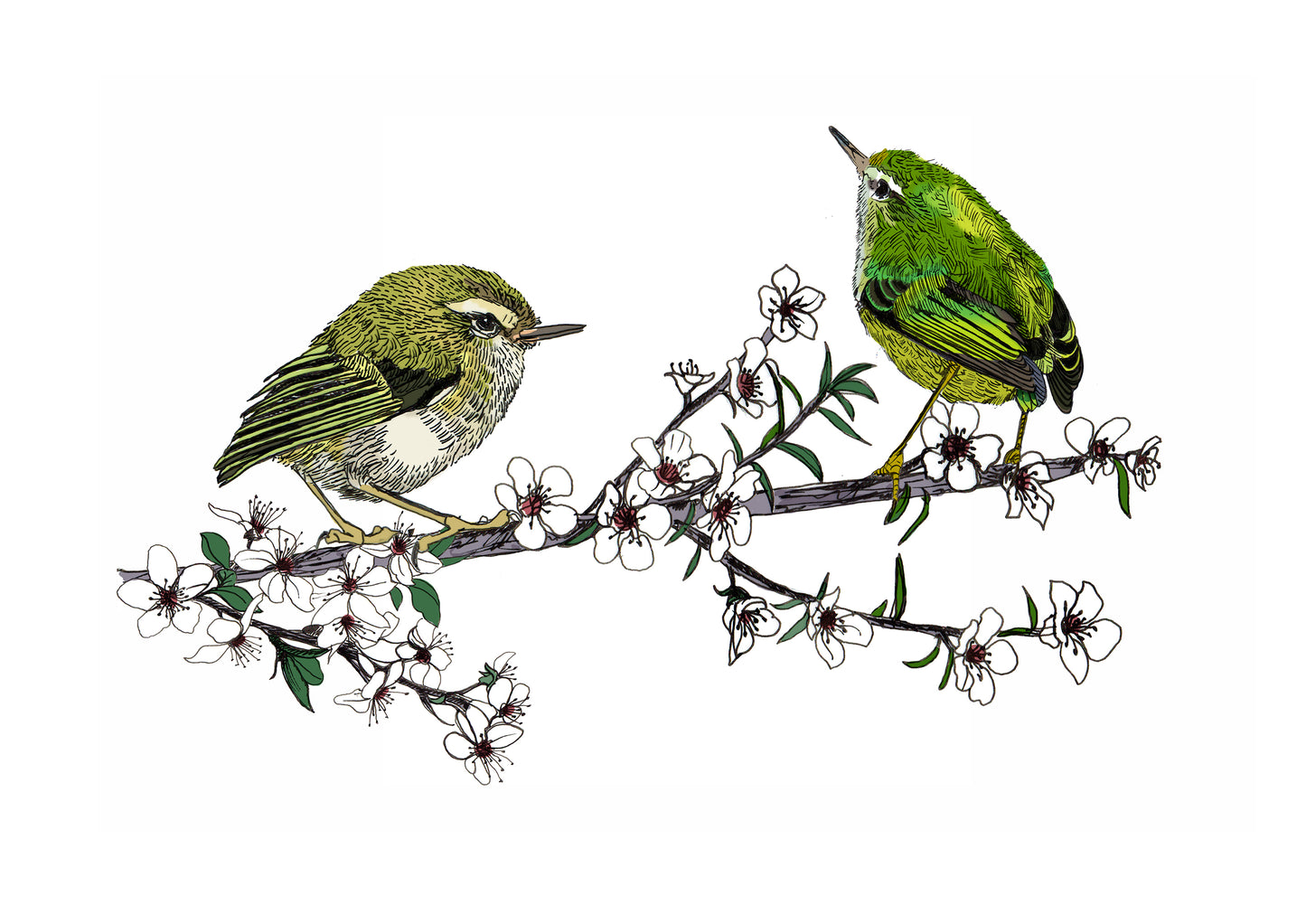 Tītipounamu & Mānuka – NZ Native Bird & Botanical Giclée Art Print