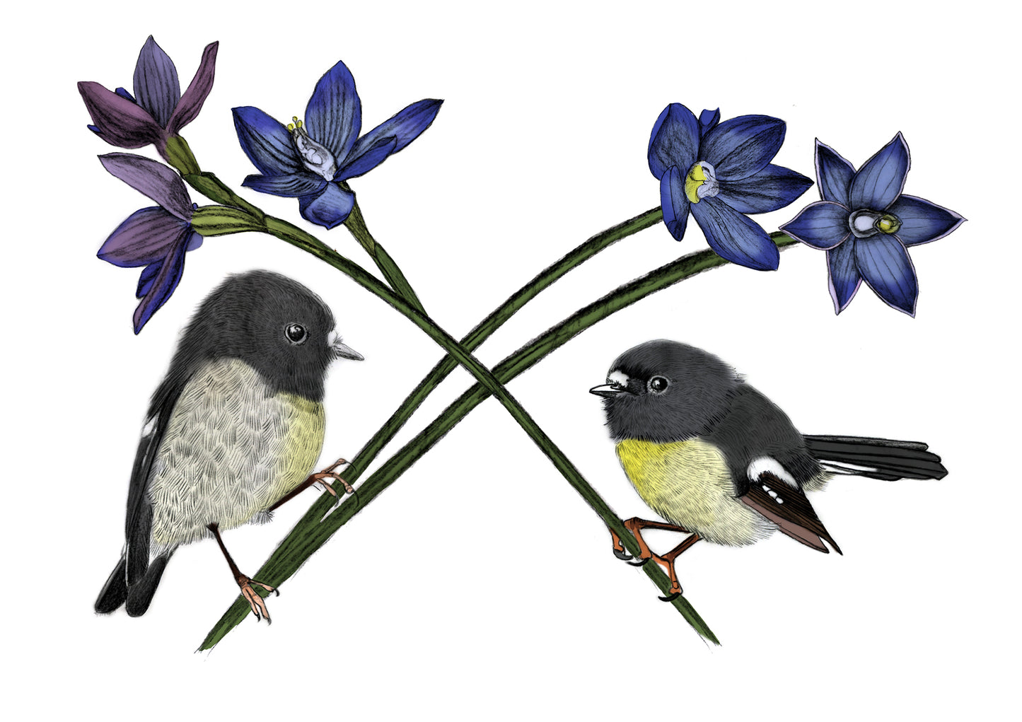 Tomtit & New Zealand Orchid | Fine Art Giclée Print