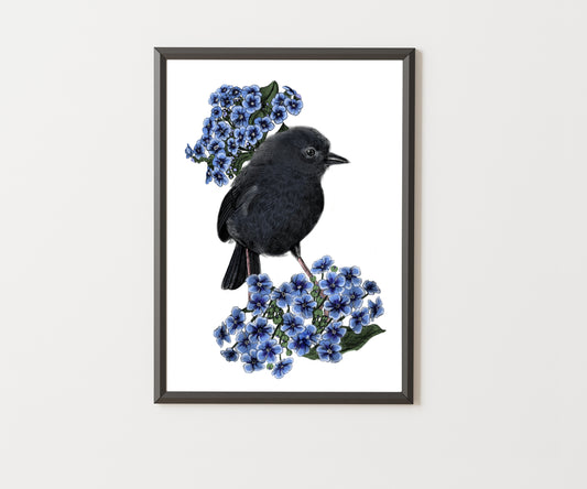Black Robin Illustrated Art Print | NZ Endangered Bird | Celebrating Rare Wildlife of Aotearoa