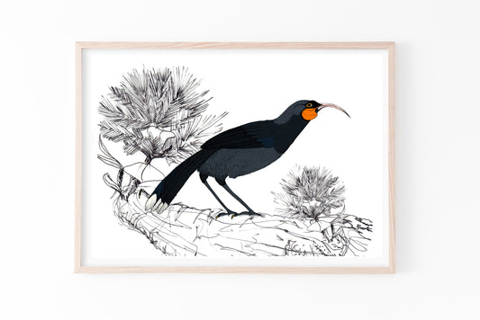 Huia Print