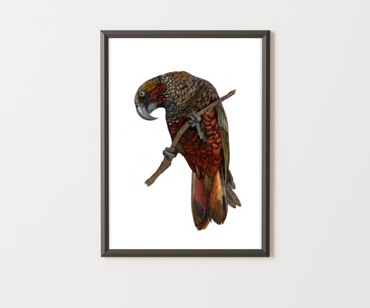 Kākā Bird Art Print | Native NZ Parrot Illustration | A5 A4 A3 Giclée Fine Art | Local New Zealand Artist