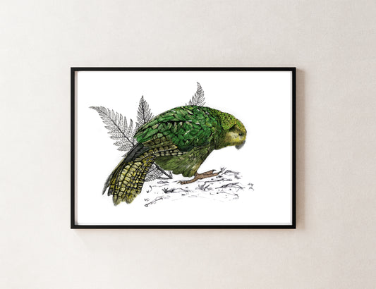 Kākāpō – NZ Native Parrot Illustrated Giclée Art Print