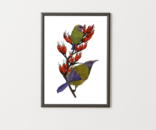 Korimako & Harakeke Art Print | NZ Native Bellbird & Flax Illustration | Giclée Fine Art Print