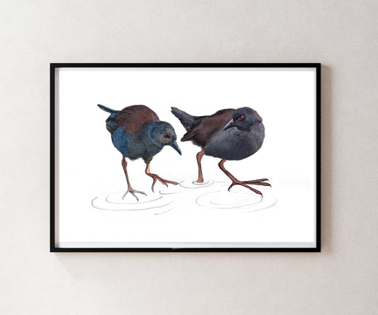 Illustrated native New Zealand Pūweto, Spotless Crake, art print