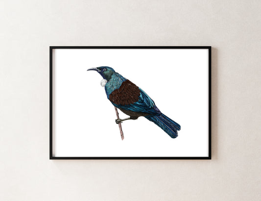 Tūī Bird Giclée Art Print | Hand-Drawn NZ Native Bird Illustration | Fine Art Wall Decor | Archival Quality