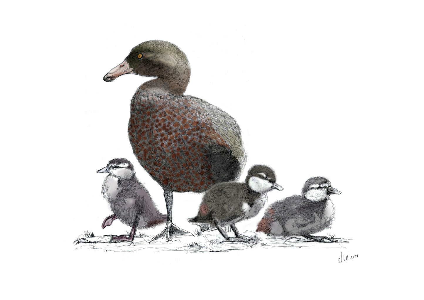 Blue Duck (Whio) & Ducklings Art Print | NZ Native Bird Illustration | Giclée Fine Art by Local Artist