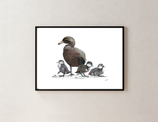 Blue Duck (Whio) & Ducklings Art Print | NZ Native Bird Illustration | Giclée Fine Art by Local Artist