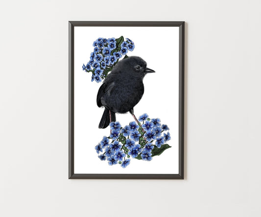 Black Robin Illustrated Art Print | NZ Endangered Bird | Celebrating Rare Wildlife of Aotearoa - tuiornottui.com