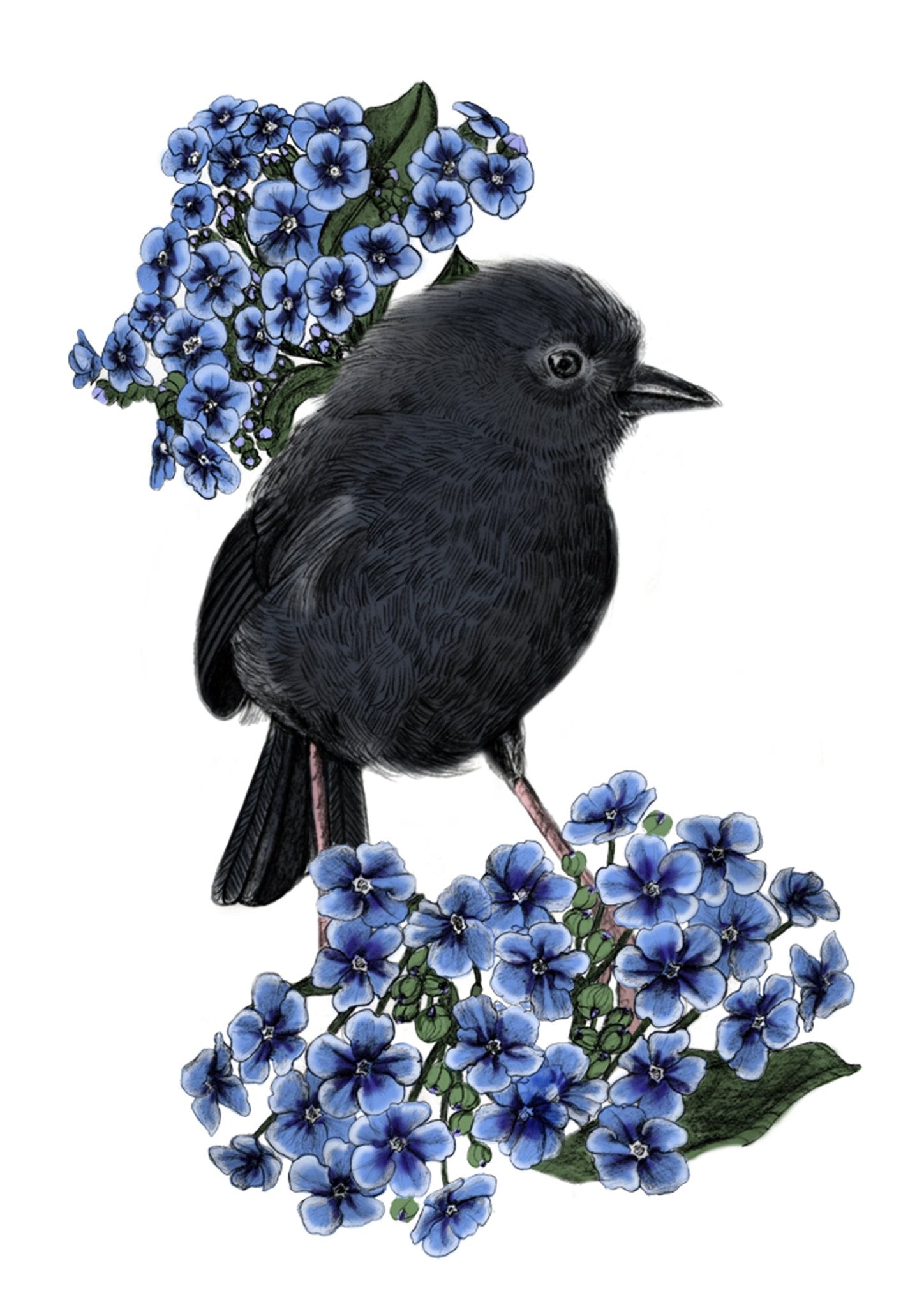 Black Robin Illustrated Art Print | NZ Endangered Bird | Celebrating Rare Wildlife of Aotearoa - tuiornottui.com