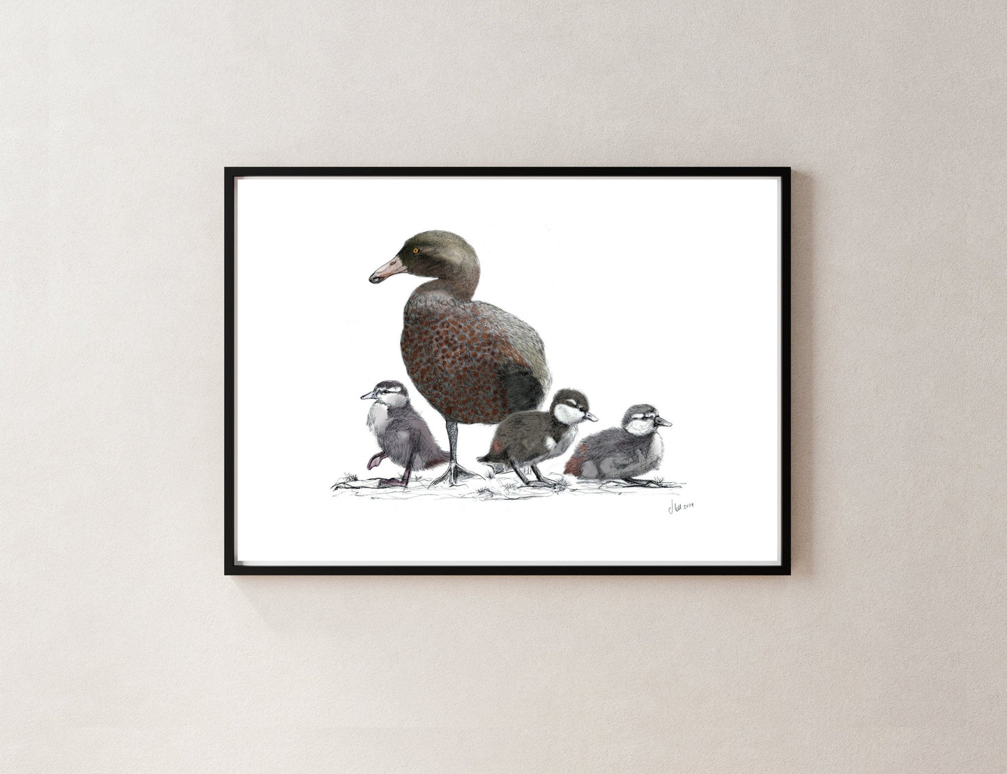 Blue Duck (Whio) & Ducklings Art Print | NZ Native Bird Illustration | Giclée Fine Art by Local Artist - tuiornottui.com