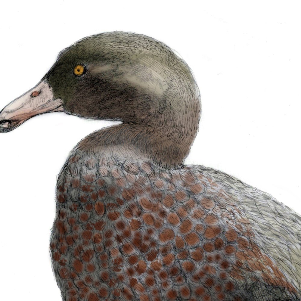 Blue Duck (Whio) & Ducklings Art Print | NZ Native Bird Illustration | Giclée Fine Art by Local Artist - tuiornottui.com