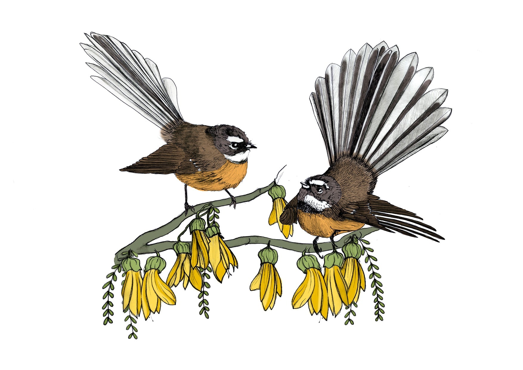 Fantail & Kōwhai – NZ Native Bird & Botanical Giclée Art Print - tuiornottui.com