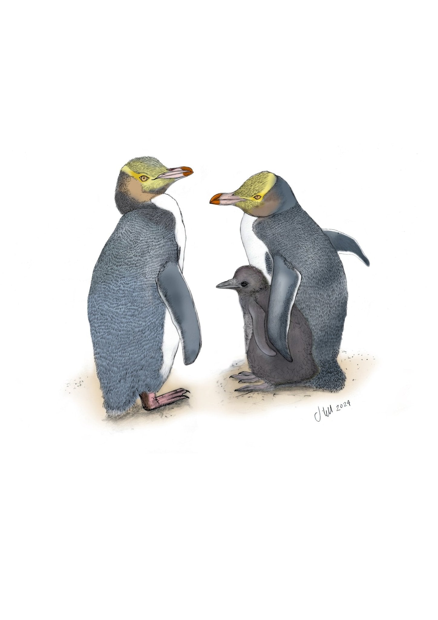 Hoiho (Yellow - eyed Penguin) – Fine Art Giclée Print | NZ Native Bird - tuiornottui.com