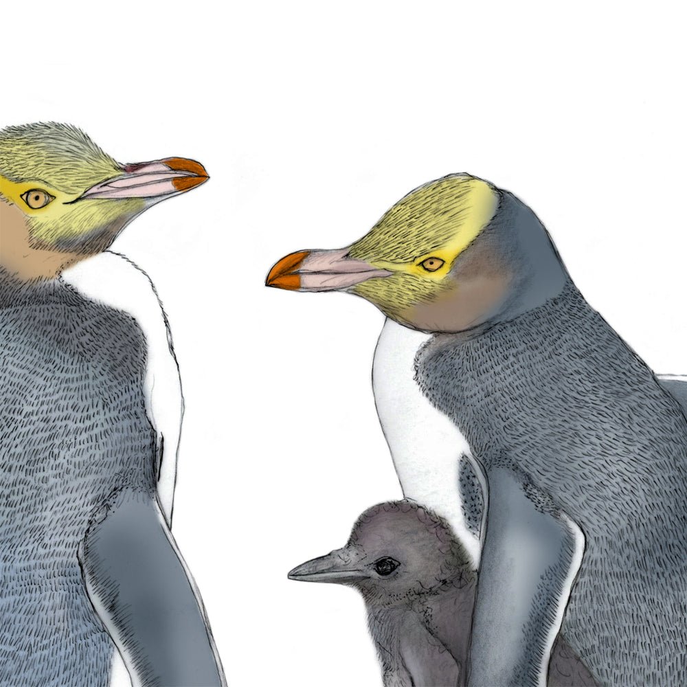 Hoiho (Yellow - eyed Penguin) – Fine Art Giclée Print | NZ Native Bird - tuiornottui.com