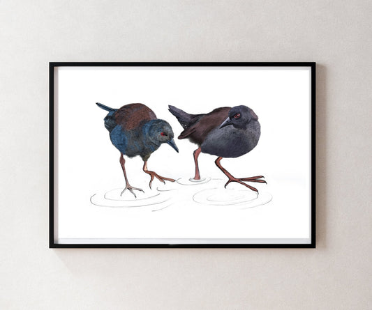 Illustrated native New Zealand Pūweto, Spotless Crake, Giclee art print - tuiornottui.com