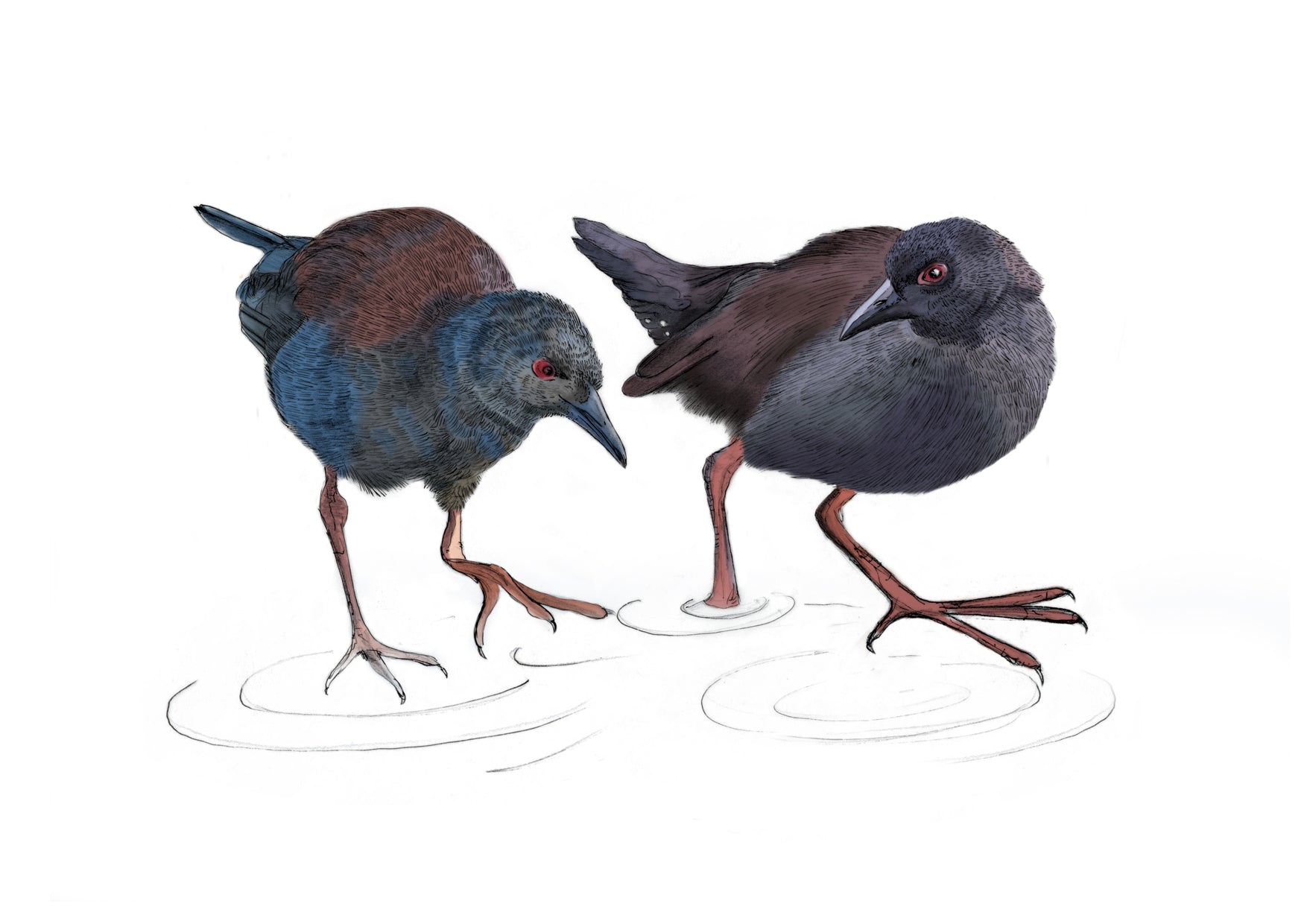 Illustrated native New Zealand Pūweto, Spotless Crake, Giclee art print - tuiornottui.com