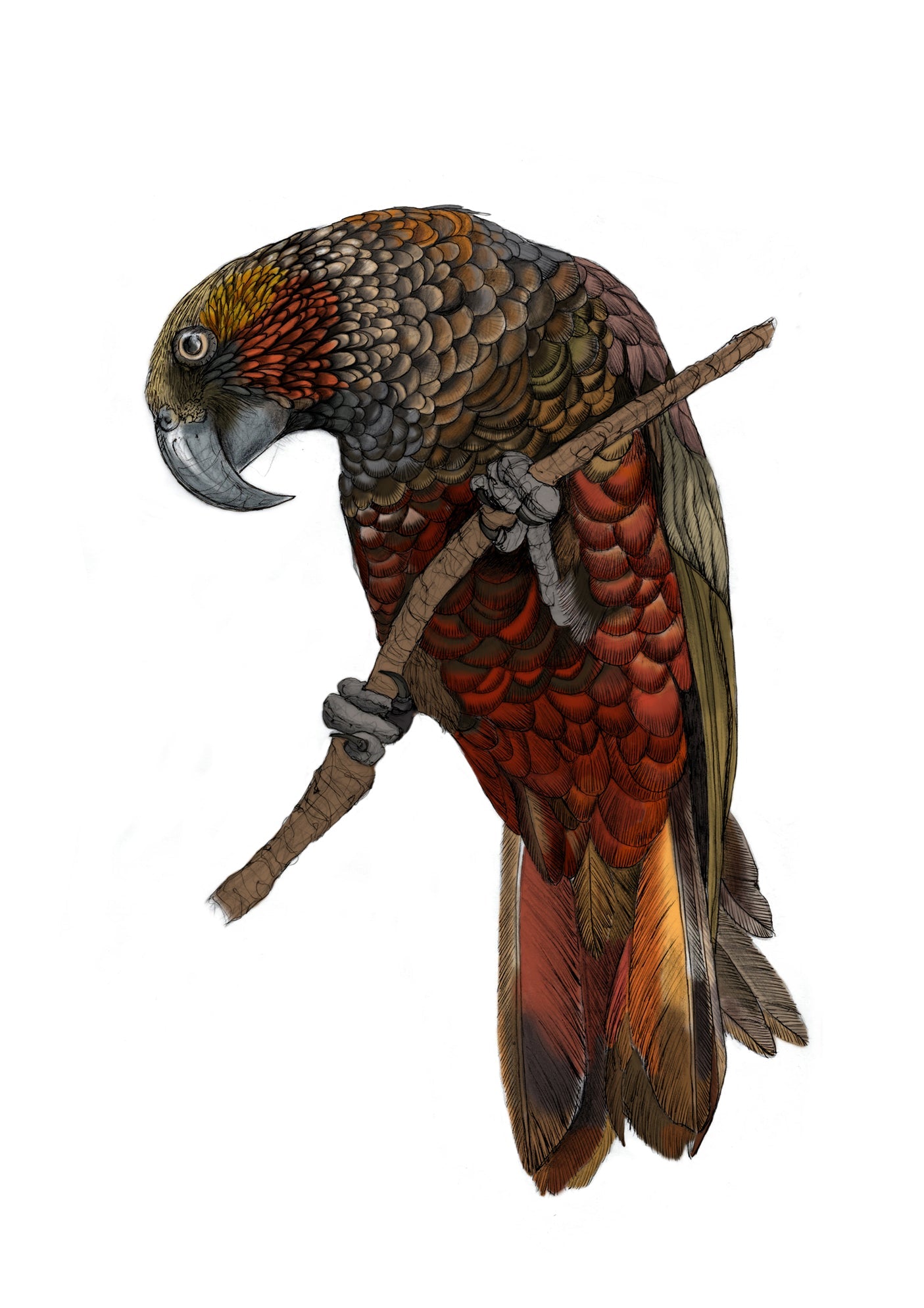 Kākā Bird Art Print | Native NZ Parrot Illustration | A5 A4 A3 Giclée Fine Art | Local New Zealand Artist - tuiornottui.com