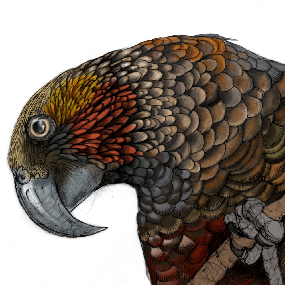 Kākā Bird Art Print | Native NZ Parrot Illustration | A5 A4 A3 Giclée Fine Art | Local New Zealand Artist - tuiornottui.com
