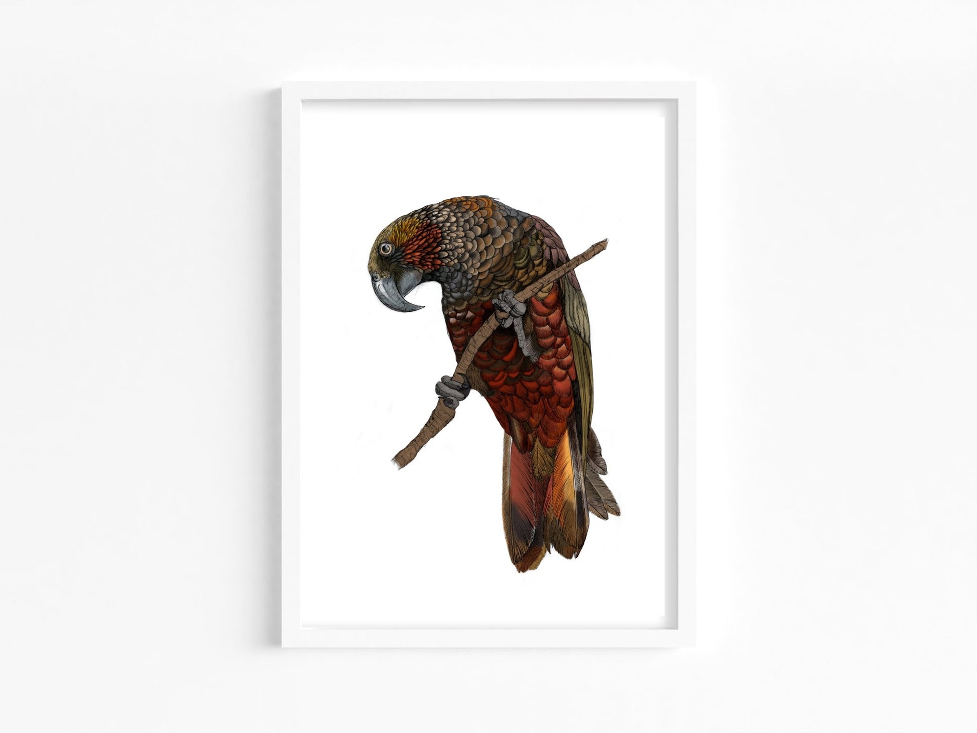 Kākā Bird Art Print | Native NZ Parrot Illustration | A5 A4 A3 Giclée Fine Art | Local New Zealand Artist - tuiornottui.com