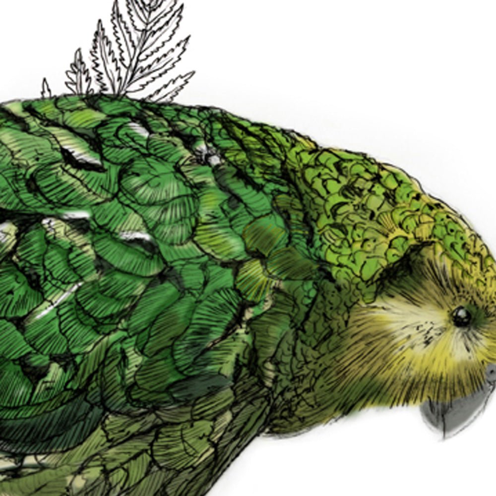 Kākāpō – NZ Native Parrot Illustrated Giclée Art Print - tuiornottui.com