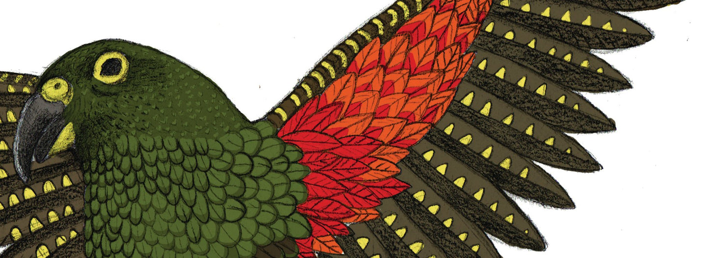 Kea Flip – NZ Native Alpine Parrot Giclée Art Print free shipping - tuiornottui.com