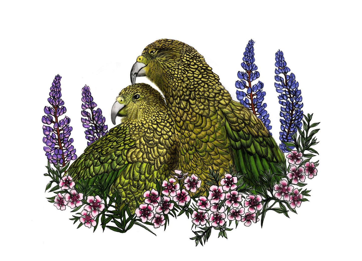 Kea, Mānuka & Lupin – NZ Native Bird & Botanical Giclée Art Print - tuiornottui.com