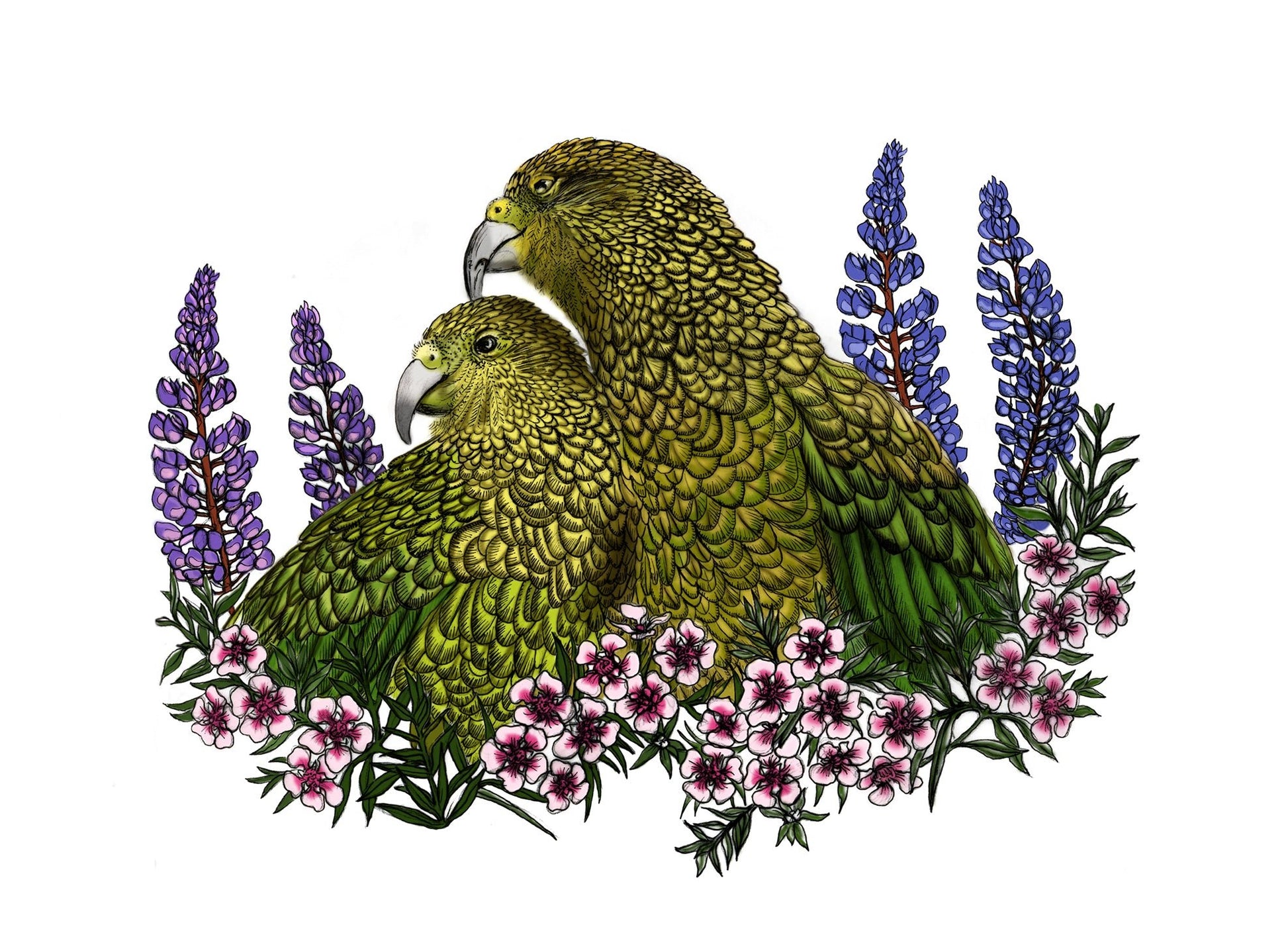 Kea, Mānuka & Lupin – NZ Native Bird & Botanical Giclée Art Print - tuiornottui.com