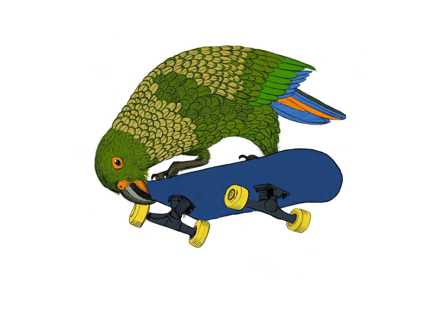 Kea Tweak – NZ Alpine Parrot Giclée Art Print - tuiornottui.com