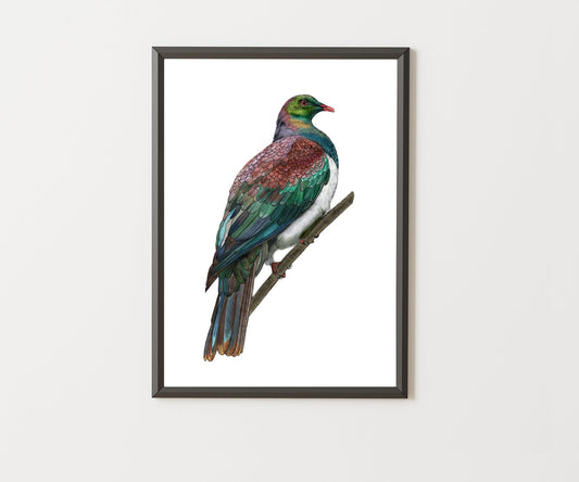 Kererū Giclée print - tuiornottui.com