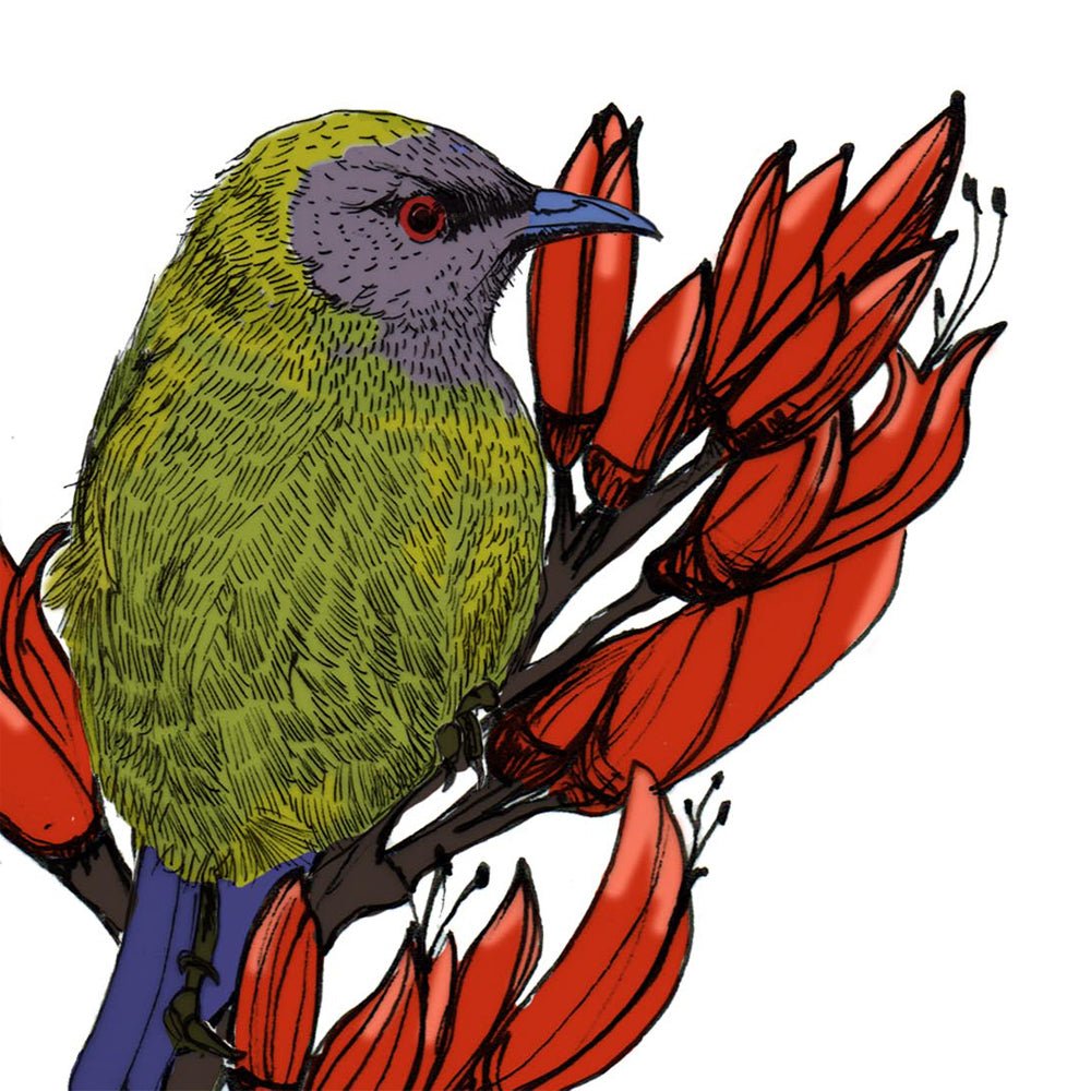 Korimako & Harakeke Art Print | NZ Native Bellbird & Flax Illustration | Giclée Fine Art Print - tuiornottui.com