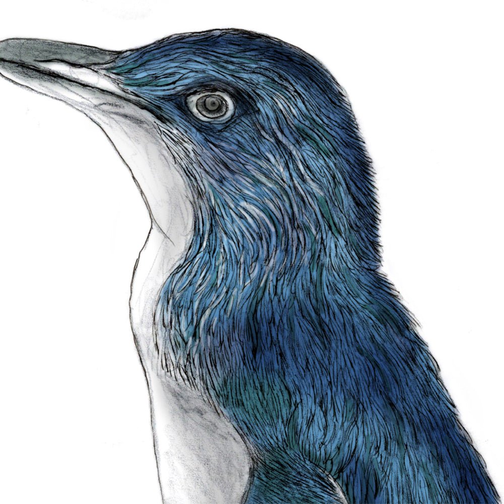 Kororā Art Print | Little Blue Penguin A3 Giclée Print | NZ Native Bird Illustration | Fine Art Wall Decor | Free Shipping - tuiornottui.com