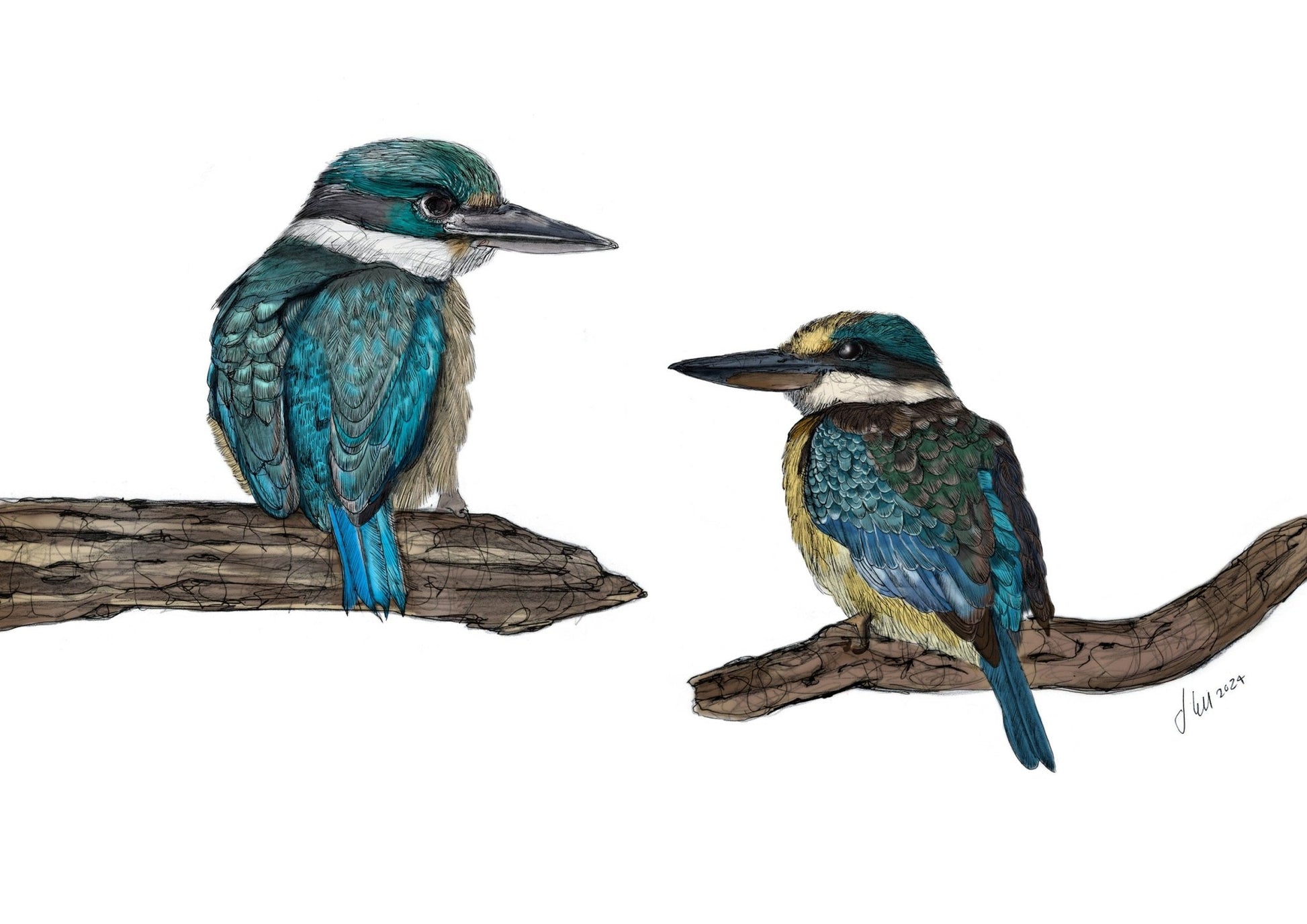 Kōtare (Sacred Kingfisher) – Fine Art Giclée Print | NZ Native Bird Illustration - tuiornottui.com