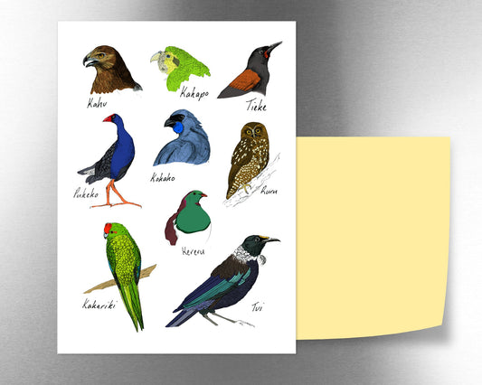 Native New Zealand birds 2 magnet - tuiornottui.com