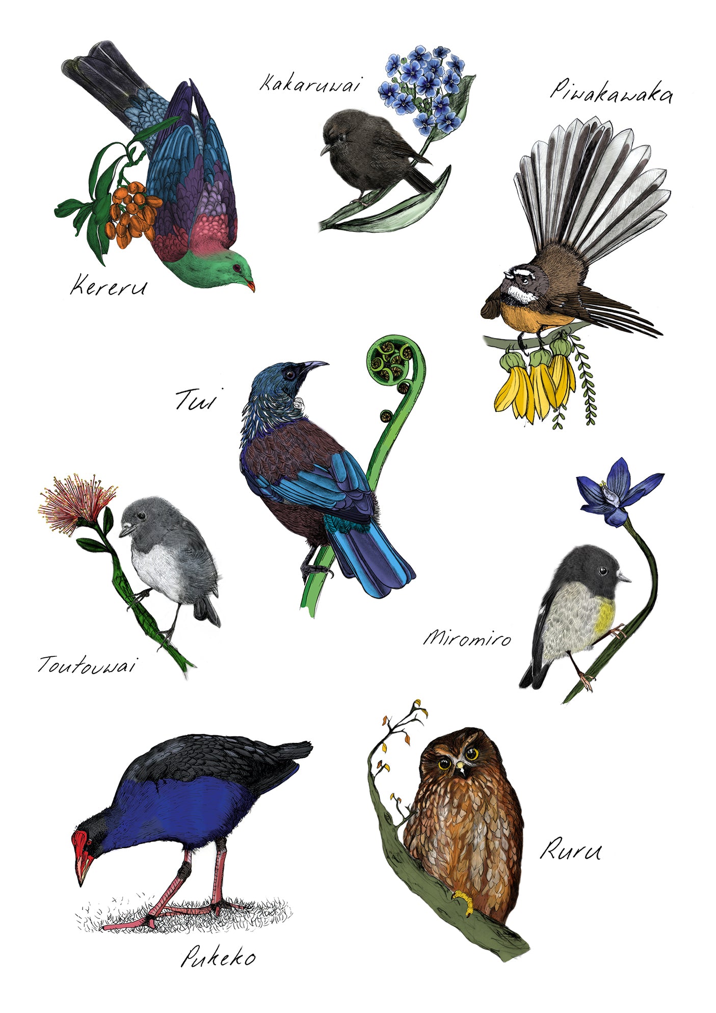 Native New Zealand Birds – Fine Art Giclée Print