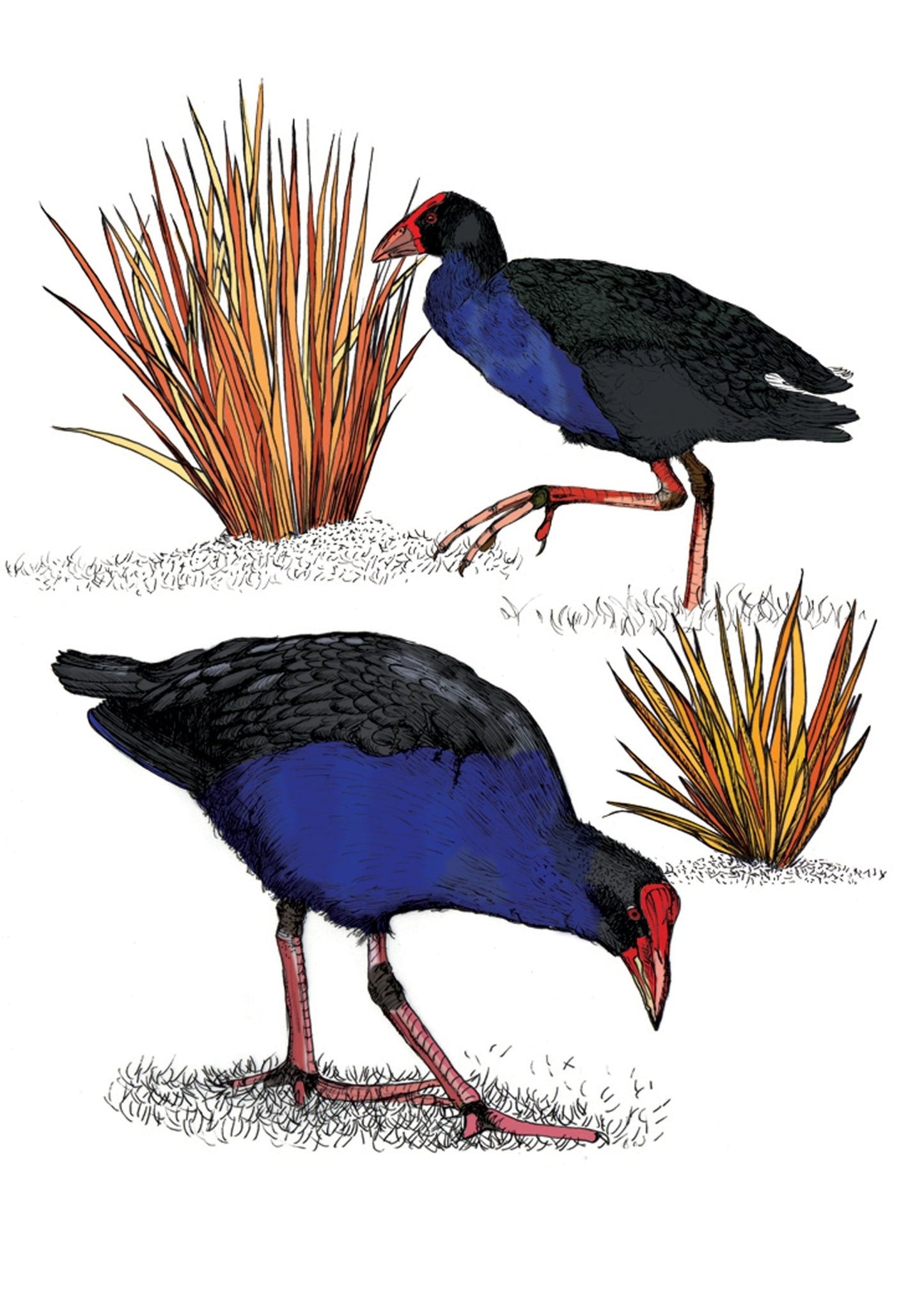 Pūkeko Greeting Card - tuiornottui.com