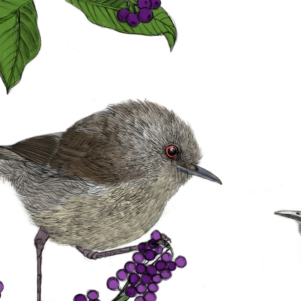 Riroriro & Māhoe – NZ Native Bird & Botanical Giclée Art Print - tuiornottui.com